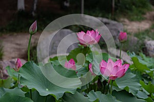 è·èŠ±ï¼ˆå­¦åï¼šNelumbo SP.ï¼›è‹±æ–‡åç§°ï¼šLotus flowerï¼‰